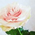 Rose flower, pink flower, beatiful flower, rose, green rose, one flowers