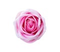 Rose flower pink color with water dropds isolated on white background , clipping path Royalty Free Stock Photo