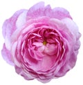 rose flower pink. isolated on a white background. No shadows with clipping path. Close-up. Royalty Free Stock Photo