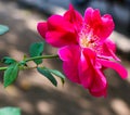 Rose Flower Pink Petal Close Up With Green Leaf & Branches