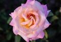 Rose flower with pink petals isolated on dark green background