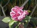 Rose Flower, pink white color closeups