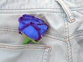 Rose flower in pocket blue jeans.