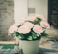 rose flower pot Royalty Free Stock Photo