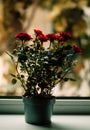 Rose in a flower pot on the windowsill and autumn view outside the window Royalty Free Stock Photo