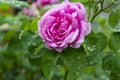 Rose flower after rain of blurry green leaves in the garden Royalty Free Stock Photo