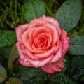 Rose flower rain drops garden Royalty Free Stock Photo