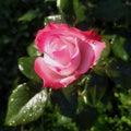 Rose flower after the rain.