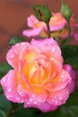 Rose flower with raindrops, pink and orange color