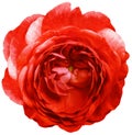 rose flower red. isolated on a white background. No shadows with clipping path. Close-up. Royalty Free Stock Photo