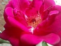 Rose flower.Red Rose.close . Royalty Free Stock Photo