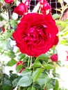 Rose flower roseflower Royalty Free Stock Photo