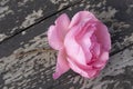 A rose flower on a rough wooden background as the opposite of Yin and Yang