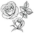 Rose flower set with a leaf