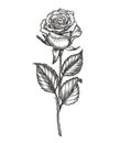 Rose flower sketch on white background. Floral concept in vintage style