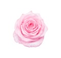 Rose flower skin light pink isolated on white background , clipping path top view Royalty Free Stock Photo