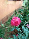beautiful rose flower in sri lanka Royalty Free Stock Photo