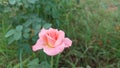 rose flower start spreading its petals