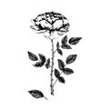 Rose flower, stem with thorns, leaves and blosom, hand drawn doodle, sketch, black and white vector