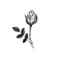 Rose flower, stem with thorns, leaves and bud, hand drawn doodle, sketch, black and white vector