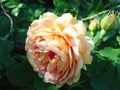 Rose, flower, summer, macrophoto, flowerbed