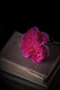 Rose flower on top of a pile of old antique books Royalty Free Stock Photo