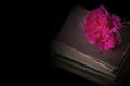 Rose flower on top of a pile of old antique books Royalty Free Stock Photo