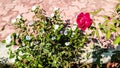 Rose Flower Twig And White Flower Plants. Royalty Free Stock Photo