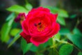Rose flower with two bugs on the stigma Royalty Free Stock Photo