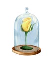 Rose yellow flower under glass cover.