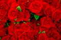 Rose - Flower, Flower, Valentine`s Day - Holiday, Backgrounds, R