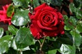 Rose flower in various colour in garden