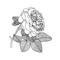 Rose flower vector illustration. Coloring page.