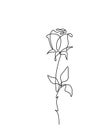 Rose flower vector illustration in simple minimal continuous outline one line style. Nature blossom art for floral Royalty Free Stock Photo