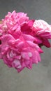 Rose flower ,,very cute,, fine color pink