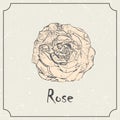 Rose flower. Vintage grunge marriage design template, floral artwork. Vector illustration of summer concept for Royalty Free Stock Photo