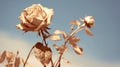 Vintage Sepia Rose Against Blue Sky: A Stunning Photograph