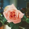 A rose flower with water drops on the petals among the green foliage. Royalty Free Stock Photo