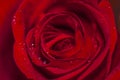 Rose flower and water drops on the petals, macro view