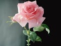 Rose is flower which grows best where there is light, rose is rose is flower that is to say woman