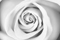 Rose flower white grey texture  for valentine day or wedding natural background.top view Royalty Free Stock Photo