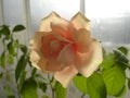 Rose flower on the window