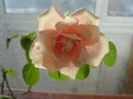 Rose flower on the window