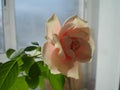 Rose flower on the window