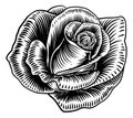 Rose Flower Woodcut Etching Style Royalty Free Stock Photo