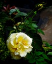 Rose flower yelow