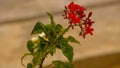 ROSE FLOWERED JATROPHA