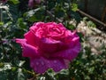 Rose flowering with amazing bright pink flower covered with water droplets in bright sunlight with blurred dark and green Royalty Free Stock Photo