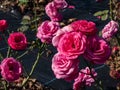 Rose flowering with full, deep pink flowers in clusters in the garden during summer Royalty Free Stock Photo