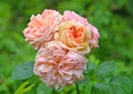 Rose flowering is multicolored Rosa multiflora Thunb.. Close up